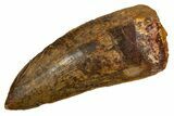Serrated Carcharodontosaurus Tooth - Real Dinosaur Tooth #341160-1